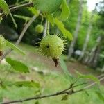 Ribes cynosbati Fruto