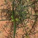 Barleria lupulina Feuille