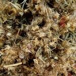 Cenchrus biflorus Плод