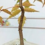 Rhus succedanea Žievė
