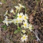 Primula vulgarisFlower