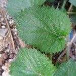 Acalypha herzogiana Folha