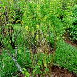 Ocimum carnosum Облик