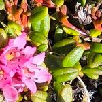 Kalmia procumbens Flor