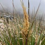 Cortaderia pungens Квітка