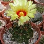 Astrophytum capricorne Tervik taim