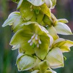 Yucca arkansana Цветок