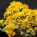 Jacobaea maritima Flor