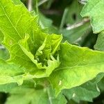 Aster incisus Blad