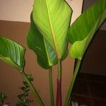 Philodendron davidsonii Folha