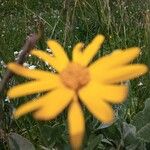 Senecio doronicum Leaf