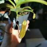 Nepenthes × neglecta 花