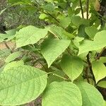 Pterostyrax hispidus Folla