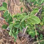 Sclerocarya birrea List