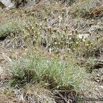 Chaenactis santolinoides Habitat