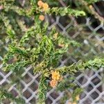 Acacia paradoxa Flower