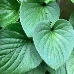 Viola suavis 葉