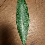 Pachira aquatica Leaf