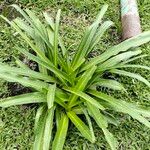 Scilla hyacinthoides Blad