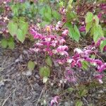 Epimedium alpinumBlüte