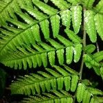 Dryopteris erythrosora 葉