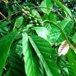 Coffea abbayesii Fruitua