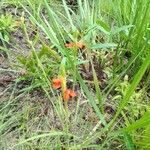 Striga asiatica Flower