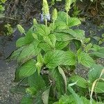 Salvia hispanica ഇല