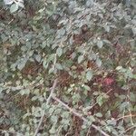 Cotoneaster franchetii অভ্যাস