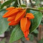 Juanulloa mexicana Flower