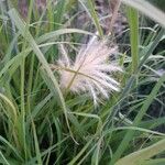 Bothriochloa barbinodis ফল