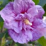 Hibiscus mutabilis Flower