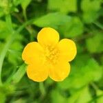 Ranunculus lanuginosusBlomst