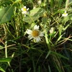 Tridax procumbens Blomst