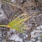 Cyperus haspan Flower