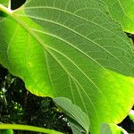 Piper auritum Лист