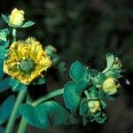 Ruta chalepensis Квітка