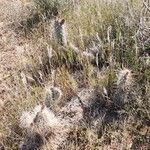 Cylindropuntia echinocarpa ᱛᱟᱦᱮᱸ