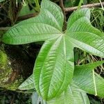 Dioscorea trifida Leaf