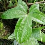 Dioscorea trifida Feuille