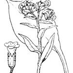 Pulmonaria × ovalis