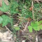 Asparagus aphyllus Leaf