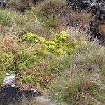 Crithmum maritimumLapas