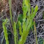 Baccharis crispa Feuille