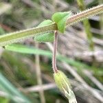 Cerastium fontanum Ліст