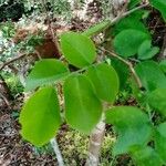 Dalbergia retusa Leaf