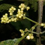 Notopleura capacifolia Flor