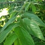 Muntingia calabura Leaf