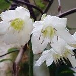 Urceolina amazonica Flors