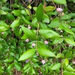 Myrtus communis Frucht